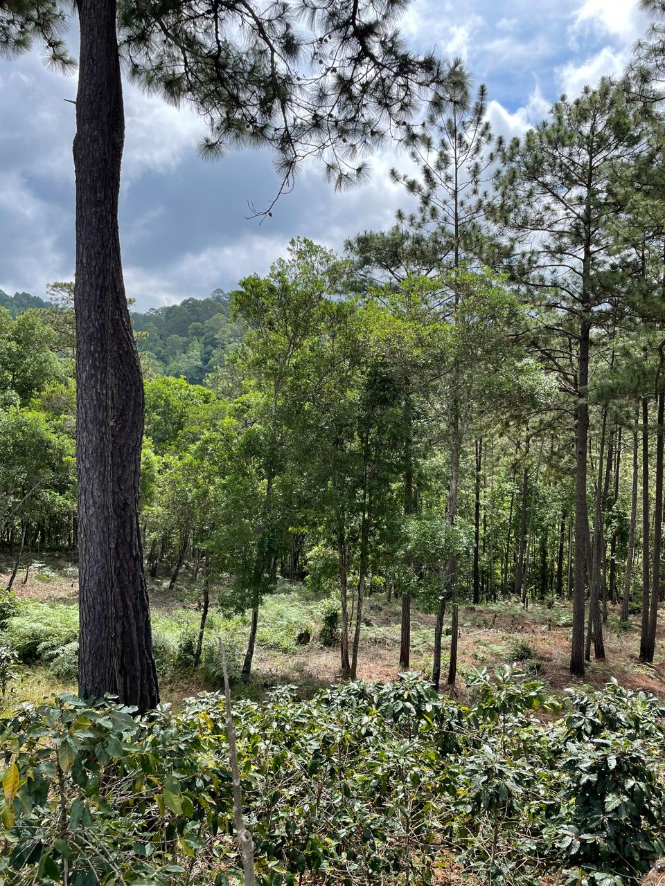 Finca 1 - Foto 2