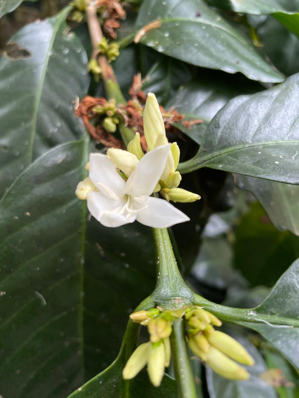Finca 1 - Foto 3