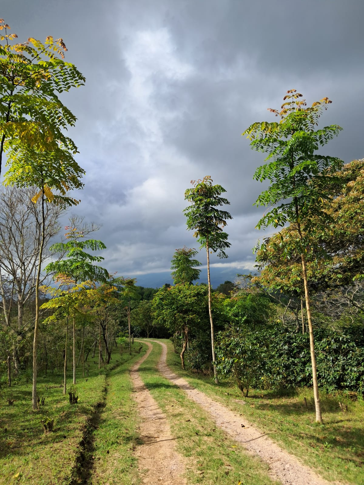 Finca 1 - Foto 4