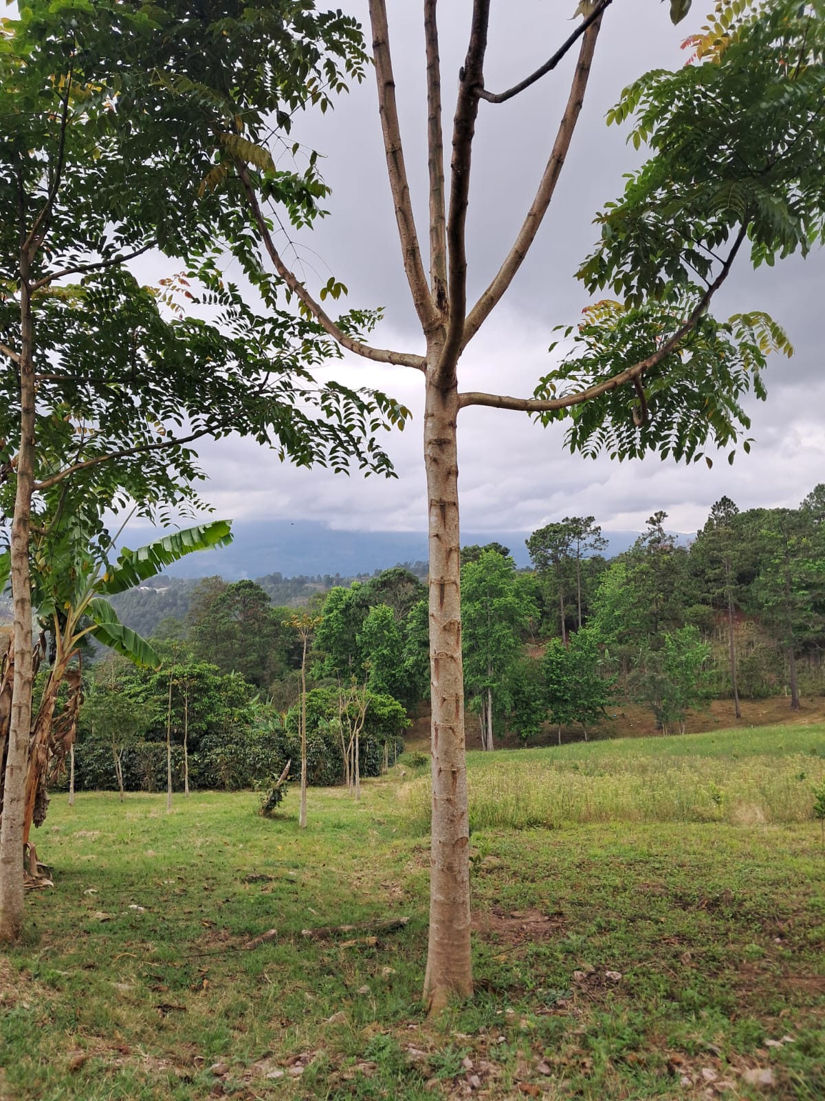 Finca 1 - Foto 5